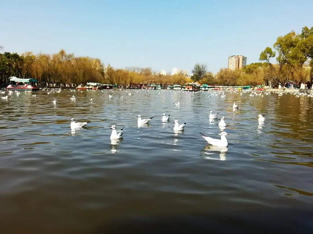 Black-headed gulls on the water at Green Lake Park, with willows along the far shore