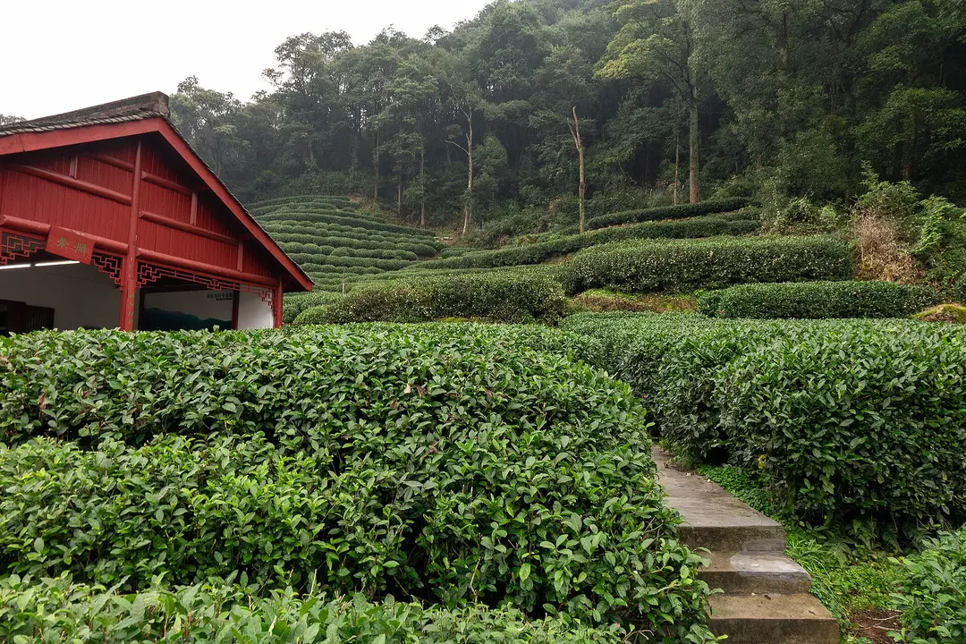 Rows of clipped tea bushes climbing a wooded hillside at Meijiawu, beside a red wooden hut