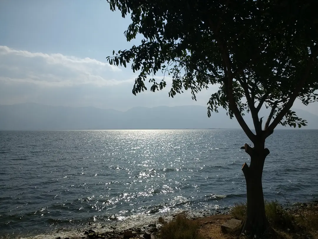A tree silhouetted on the shore of Erhai Lake, with sunlight on the water and hills beyond