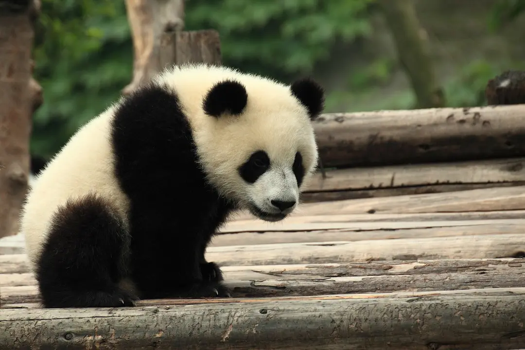 A young giant panda sitting on wooden logs at the Chengdu Research Base of Giant Panda Breeding