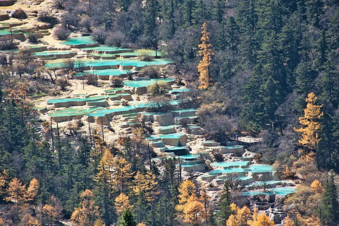 Terraced turquoise pools on pale travertine among pine and larch forest at Huanglong