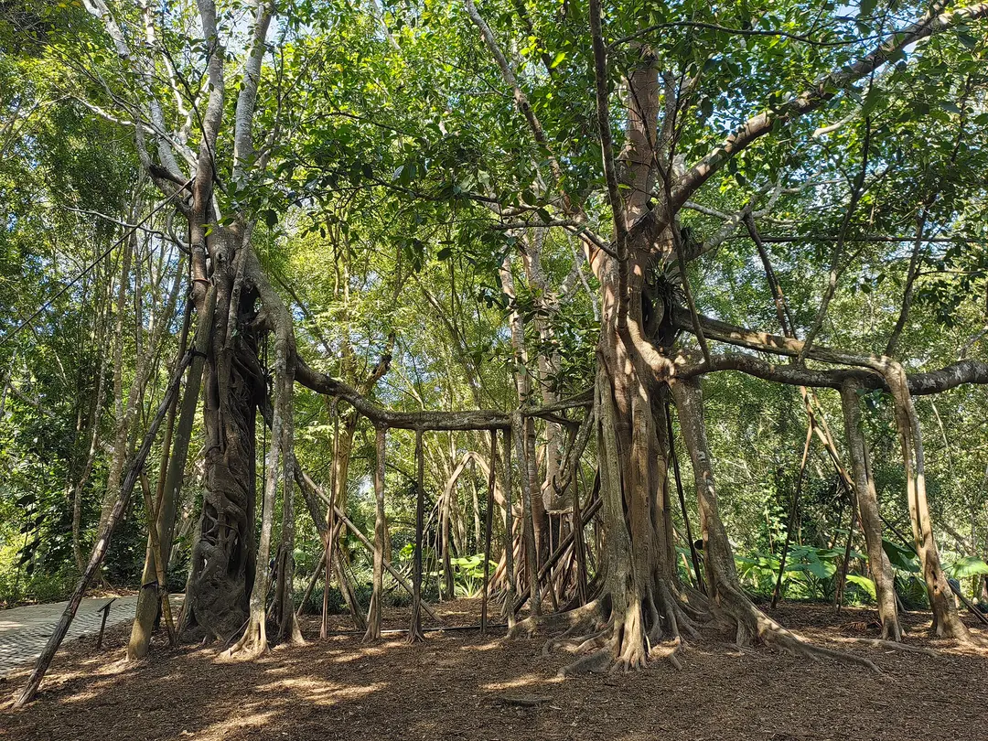 A huge banyan with hanging aerial roots beside a path in the Xishuangbanna Tropical Botanical Garden