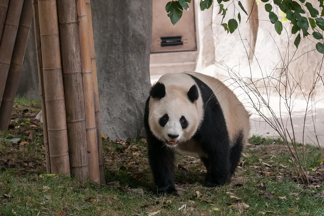 A giant panda walking past bamboo stems in an enclosure at the Chengdu Panda Base