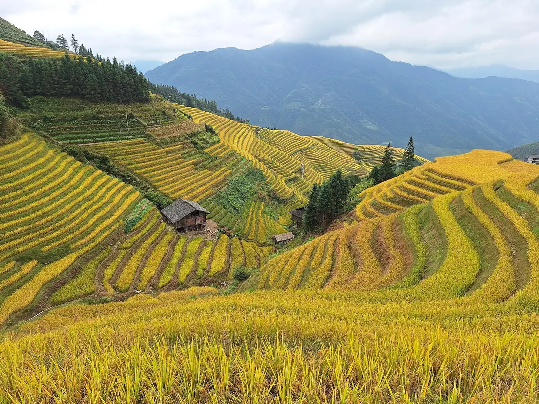 Golden rice terraces in October at Longji, with wooden houses and forested mountains behind