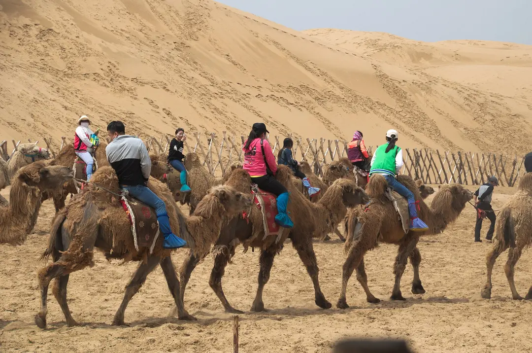 Visitors riding a line of two-humped camels below tall sand dunes in the Kubuqi Desert near Ordos