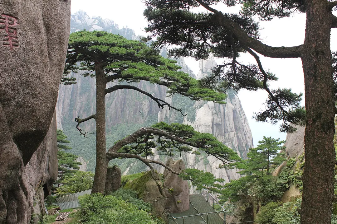 Flat-topped Huangshan pines growing on a rock ledge in front of pale granite cliffs